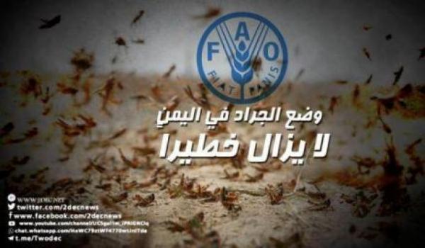 الفاو تحذر بأن وضع الجراد في اليمن مايزال خطيراً